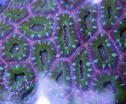 GreenPurple Acans.jpg