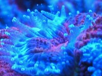 acan open.jpg