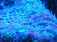 war coral blue pop.jpg