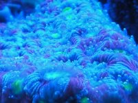 war coral blue pop.jpg