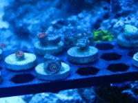 IMG_1989.jpg