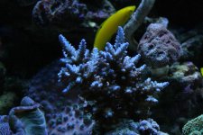 Dec 09 Tank 001.jpg