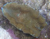 Clam.JPG