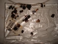 Bag-O-Mushrooms 25 plus.jpg