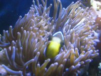 clown and anenome.JPG