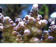 that coral.jpg