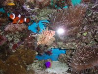 fish tanks 012.jpg