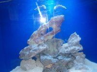 fish tanks 019.jpg