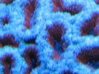 coral macro shots 020.jpg