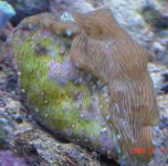 CLAM TWO.jpg