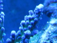 coral macro shots 021.jpg