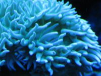 coral macro shots 022.jpg