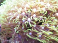 coral macro shots 036.jpg