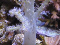 coral macro shots 041.jpg