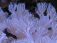 coral macro shots 043.jpg