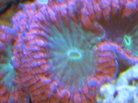 coral macro shots 058.jpg