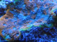 coral macro shots 054.jpg