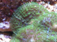 coral macro shots 039.jpg