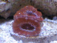 coral macro shots 040.jpg