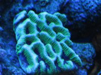 coral macro shots 066.jpg