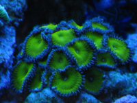 coral macro shots 068.jpg