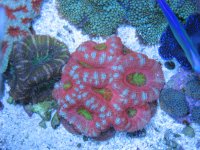 Dec tank shots 020.JPG