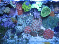 Dec tank shots 022.JPG