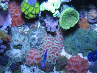 Dec tank shots 026.JPG