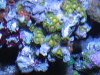 Dec tank shots 030.JPG
