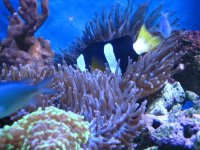 clown and his home 2.JPG