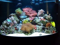 MY TANK 006.jpg