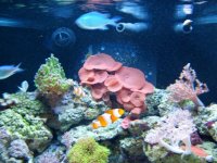 MY TANK 001.jpg