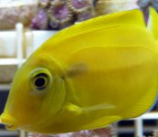 tang (Small).jpg