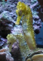 seahorses.jpg