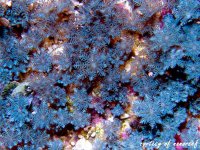 blueclovepolyps.jpg