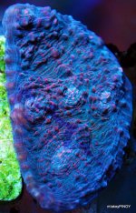 corals 023.jpg