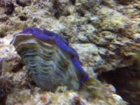 clam 1.jpg