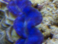 clam 2.jpg