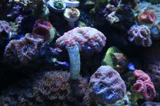 120 reef 002.jpg