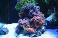 120 reef 005.jpg