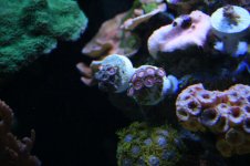 120 reef 013.jpg