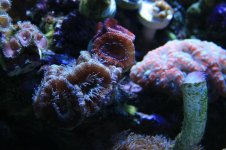 120 reef 034.jpg