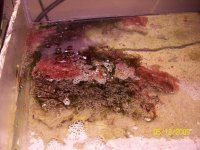 brown_algae2.jpg