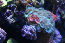 120 reef 018.jpg