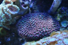 120 reef 023.jpg