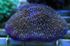 120 reef 031.jpg