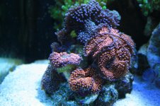 120 reef 033.jpg