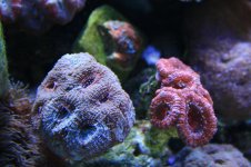 120 reef 035.jpg