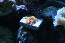 120 reef 036.jpg