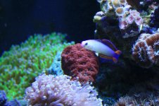 120 reef 038.jpg